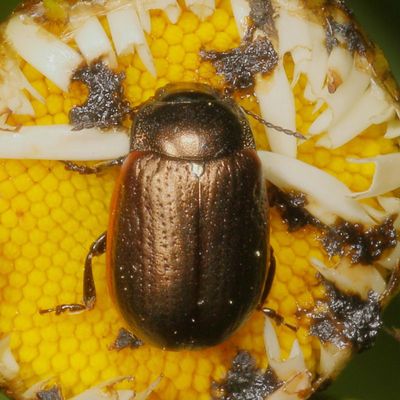Chrysolina hudsonica