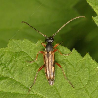 Analeptura lineola