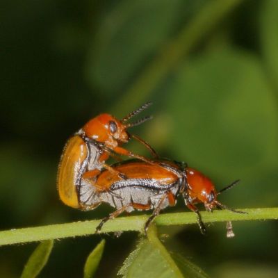Anomoea laticlavia * Clay-colored Leaf Beetle