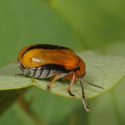 Anomoea laticlavia * Clay-colored Leaf Beetle