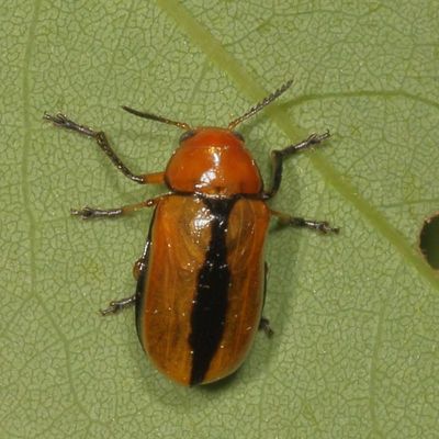 Anomoea laticlavia * Clay-colored Leaf Beetle