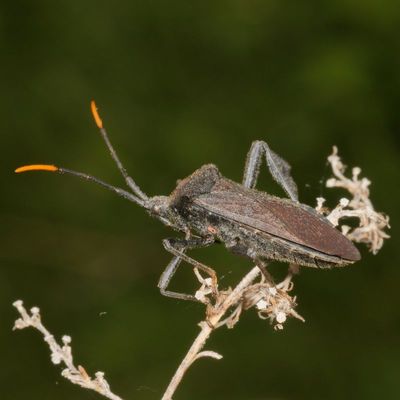 Acanthocephala terminalis