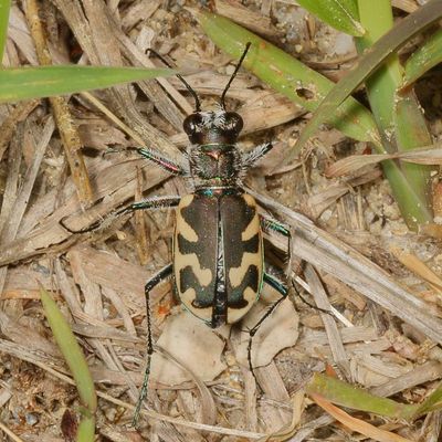 Cicindela formosa
