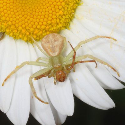 genus Mecaphesa