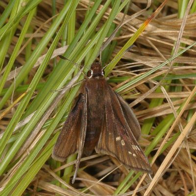 Dusted Skipper