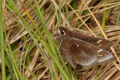 Dusted Skipper
