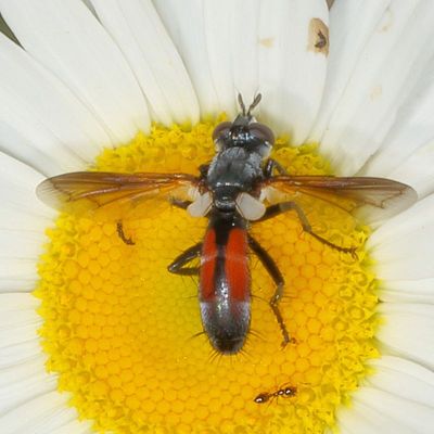 Genus Cylindromyia