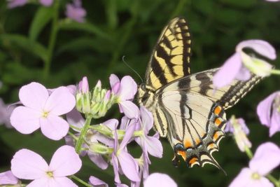 Eastern Tiger Swallowtail