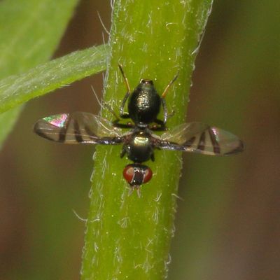Genus Rivellia
