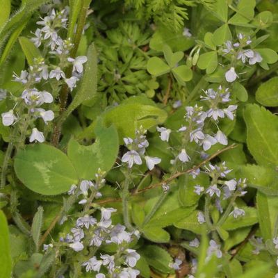Veronica officinalis * Heath Speedwell