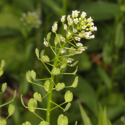 Thlaspi arvense * Field Penny-Cress