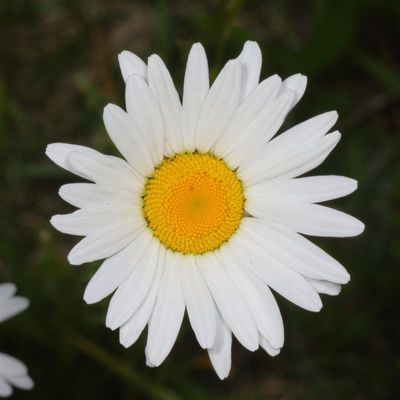 Leucanthemum vulgare * Oxeye Daisy