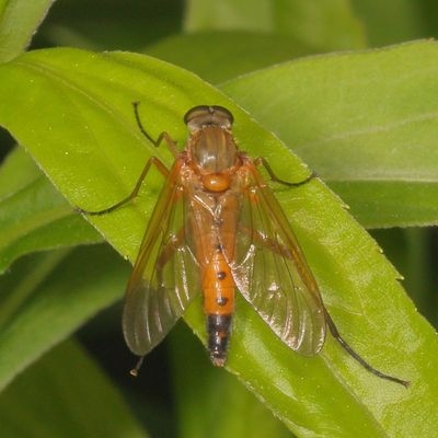 Rhagio tringarius ♂
