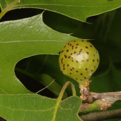 Amphibolips quercusinanis * Larger Empty Oak Apple Wasp