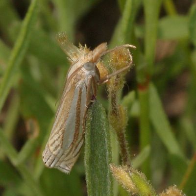 Hodges#5378 * Eastern Grass-veneer * Crambus laqueatellus