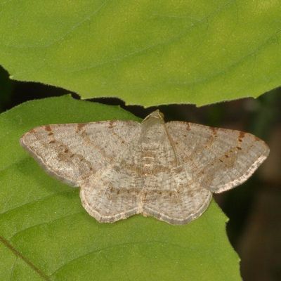 Hodges#6386 * Faint-spotted Angle * Digrammia ocellinata