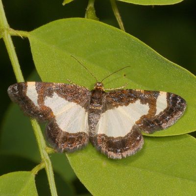 Hodges#6261 * Common Spring Moth * Heliomata cycladata