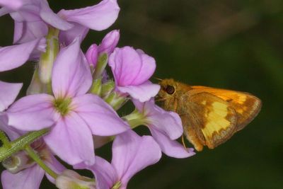 Hobomock Skipper