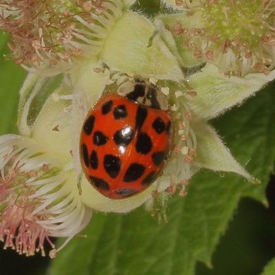 Harmonia axyridis