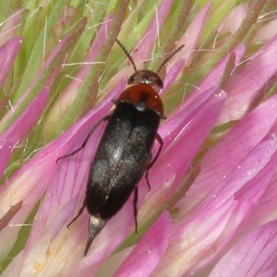 Mordellidae :Tumbling Flower Beetles