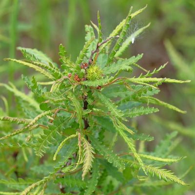 Comptonia peregrina * Sweetfern