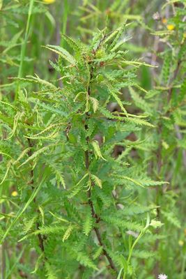 Comptonia peregrina * Sweetfern