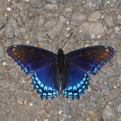 Red-Spotted Purple