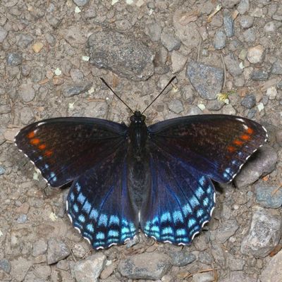 Red-Spotted Purple