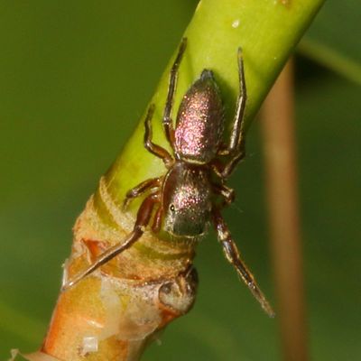 Tutelina elegans