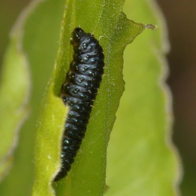 Genus Trirhabda larvae
