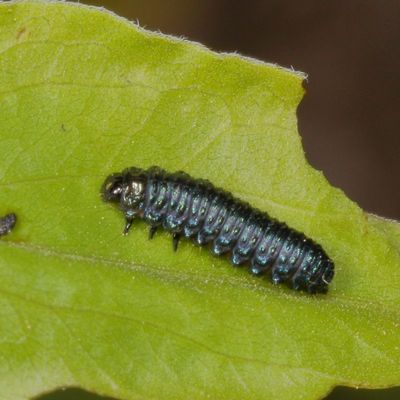 Genus Trirhabda larvae