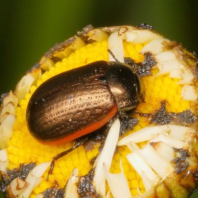 Chrysolina hudsonica
