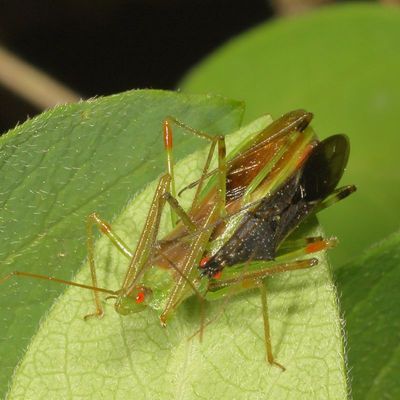 Zelus luridus