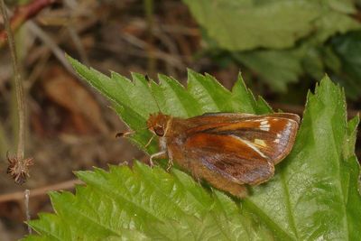 Zabulon Skipper ♀