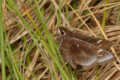 Dusted Skipper