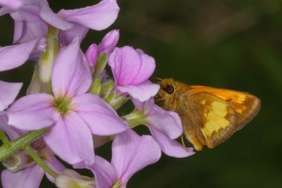 Hobomock Skipper