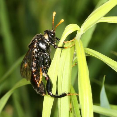 Cimbex americana ♂ * Elm Sawfly