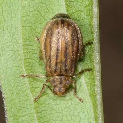 Ophraella conferta * Crowded Flea Beetle