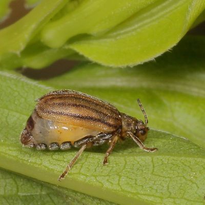 Ophraella conferta * Crowded Flea Beetle