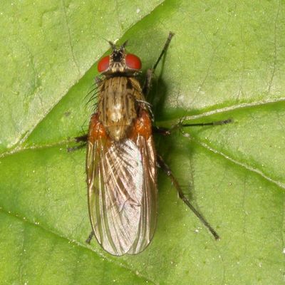 Anthomyiidae : Root-Maggot Flies