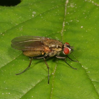 Hydrophoria lancifer
