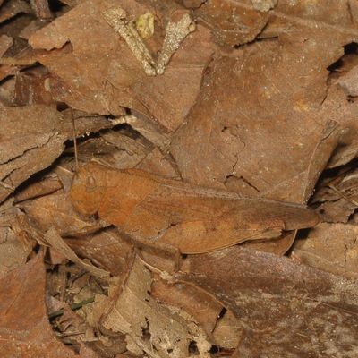 Arphia sulphurea