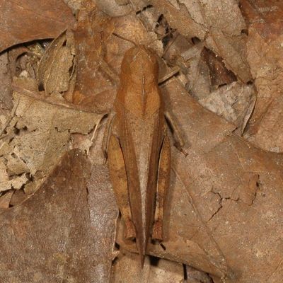 Arphia sulphurea * Sulphur-winged Grasshopper