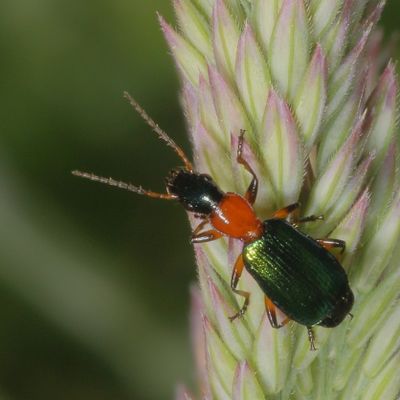 Calleida punctata * Punctate Harp Ground Beetle