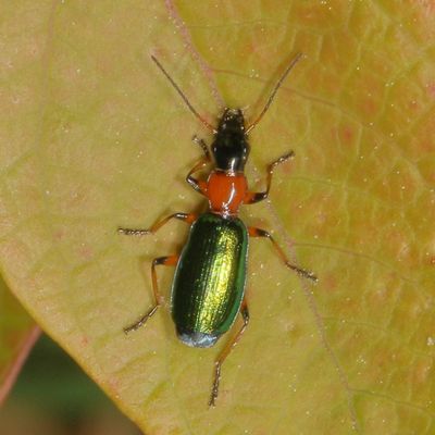 Calleida punctata * Punctate Harp Ground Beetle