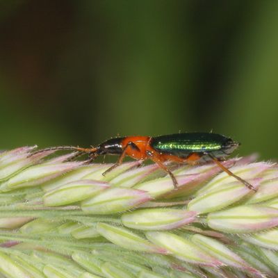 Calleida punctata * Punctate Harp Ground Beetle
