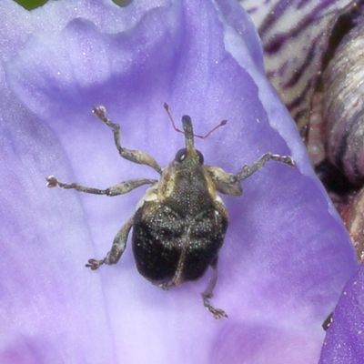 Mononychus vulpeculus * Iris Weevil