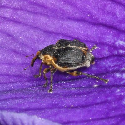 Mononychus vulpeculus * Iris Weevil