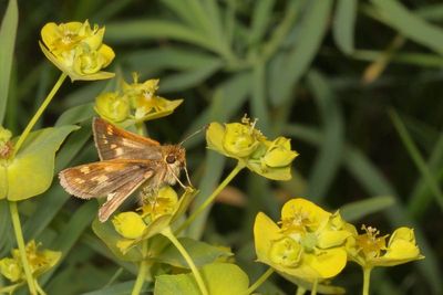 Peck's Skipper