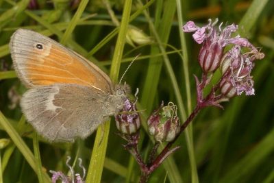 Common Ringlet